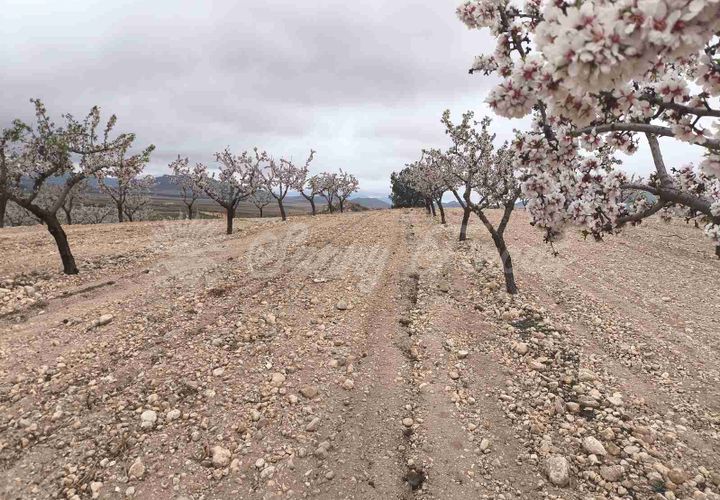 Helårsgrund i Yecla, Murcia, Yecla - € 45.000 | Ref: SF0565 - foto 1